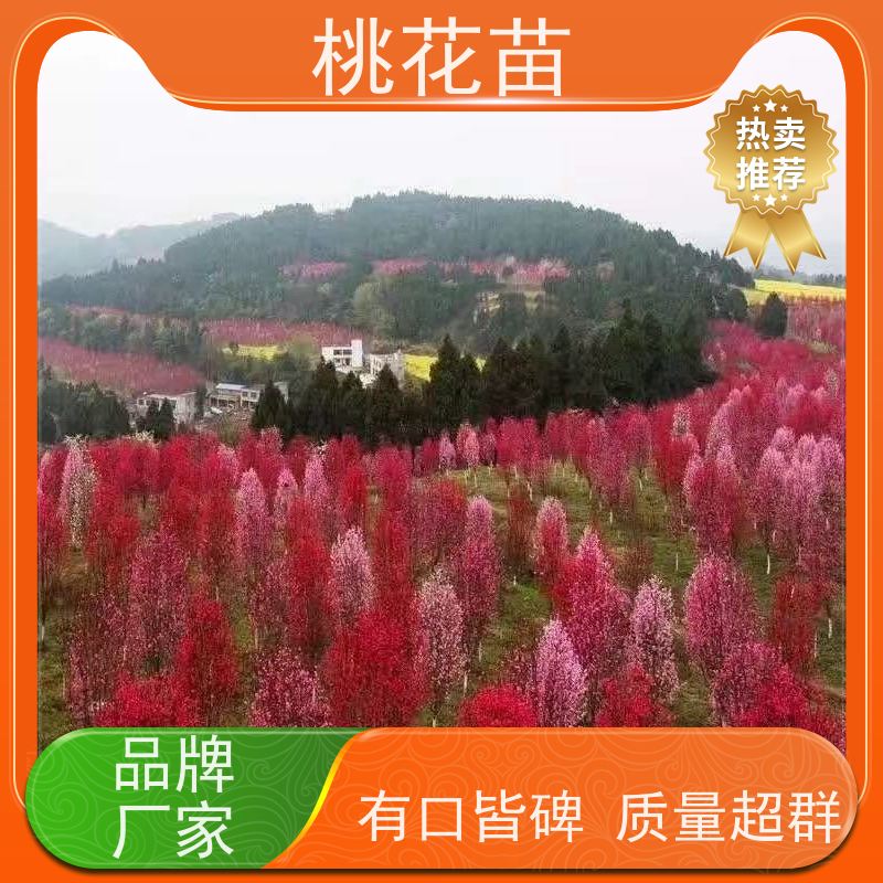 春丰苗木 适应能力强 品种多样 观赏桃树苗 5公分