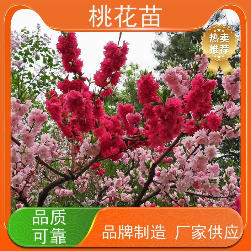 春丰苗木 观赏桃树苗子 适应能力强 提供种植技术经验 2公分