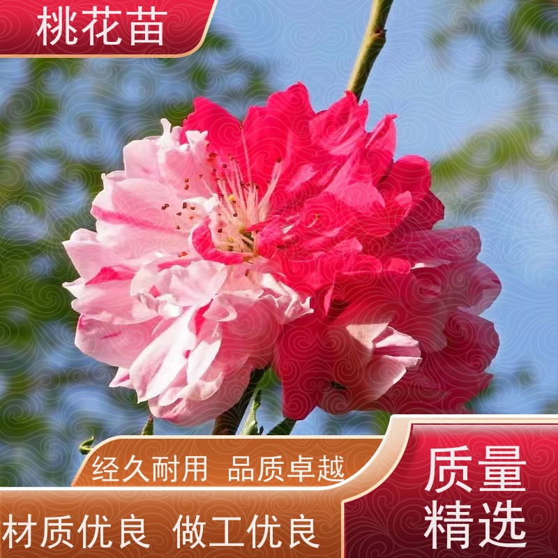 春丰苗木 品种多样 观赏桃花苗子 基地供应 7公分