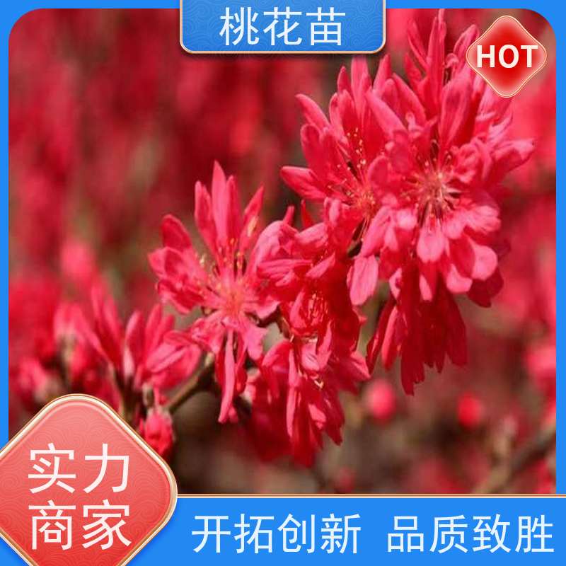 春丰苗木 桃花盆景 品种多样 适应能力强 观赏桃苗子批发价格