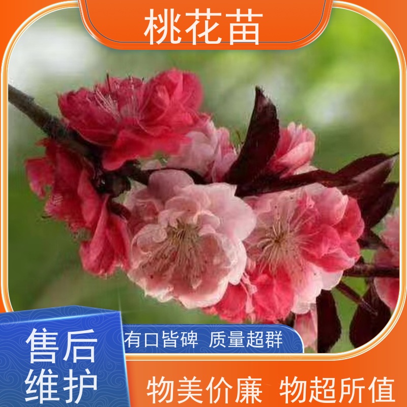 春丰苗木 桃花盆景 嫁接新品种 适应能力强 5公分