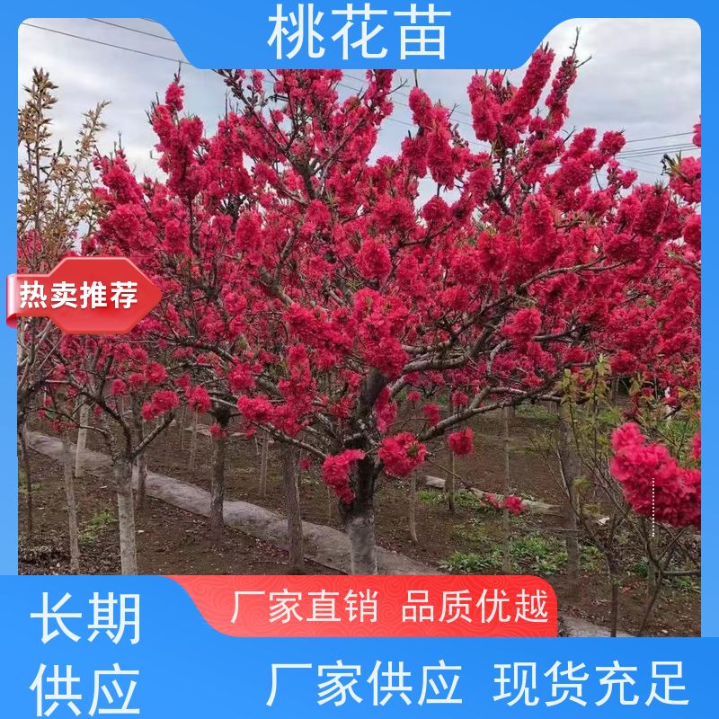 春丰苗木 欣赏桃花树苗 5公分 植株健壮 盆栽地栽