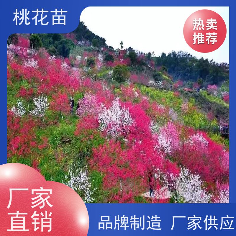 春丰苗木 现挖现发 树形优美 成活率高 7公分 风景桃花树