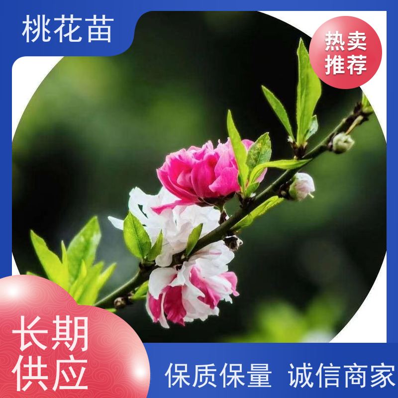 春丰苗木 基地自销 全国发货 观赏桃花苗子 7公分