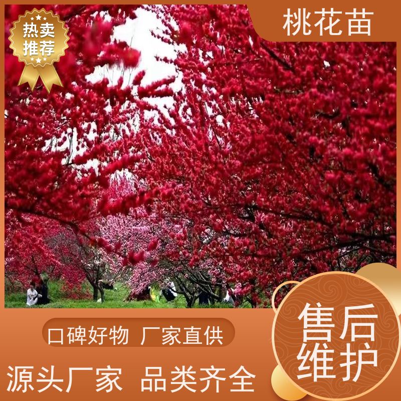 春丰苗木 规格齐全 基地供应 观赏桃树苗子批发价格