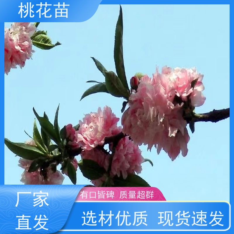 春丰苗木 树形优美 成活率高 现挖现发 景观桃树 2公分