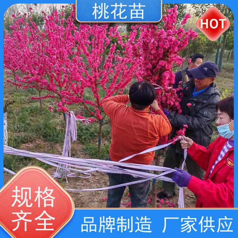 春丰苗木 7公分 品种优良 基地自销 观赏性桃花苗
