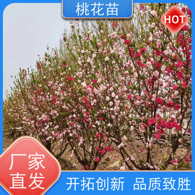 春丰苗木 2公分 适应能力强 植株健壮 景观桃花树