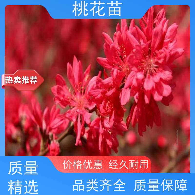 春丰苗木 观赏桃花苗价格2元 基地直供 寿星桃树 品种优良