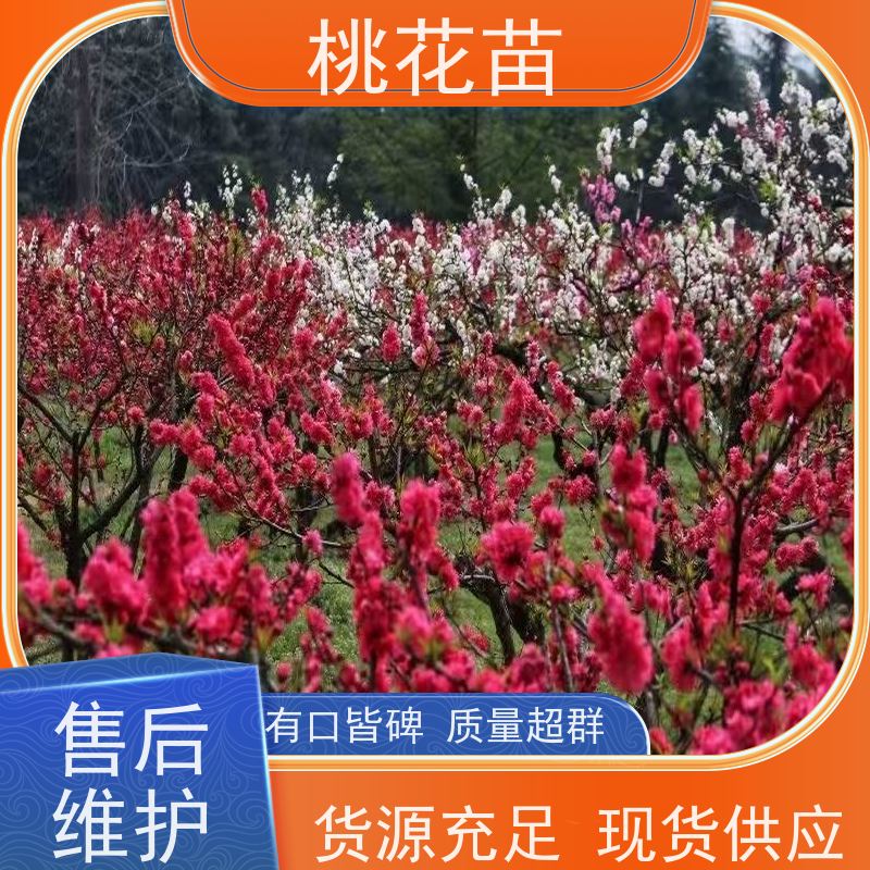 春丰苗木 8公分 桃花苗实惠 品种多样 寿星桃树苗