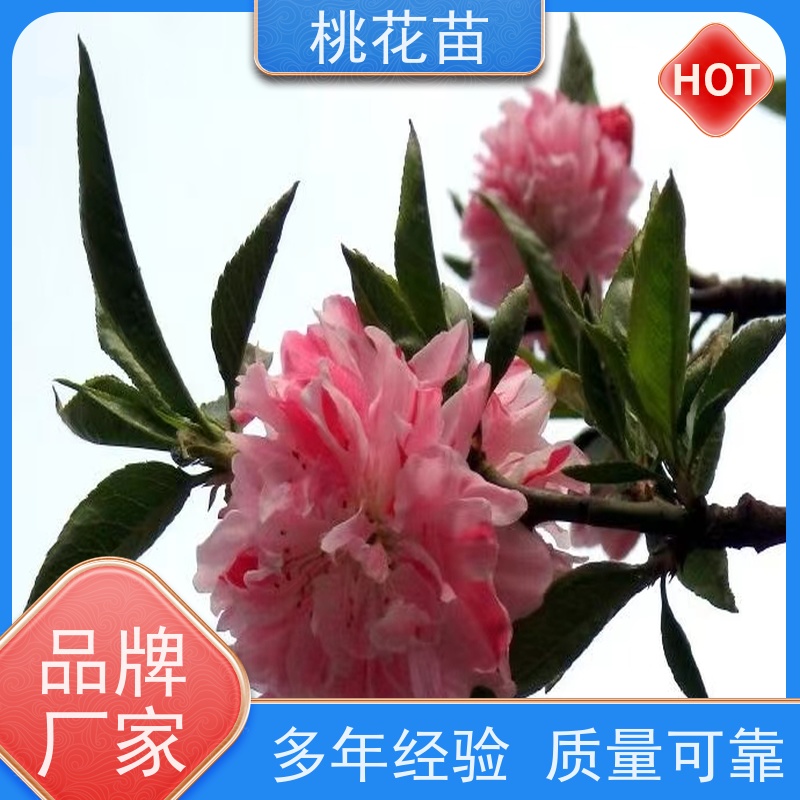 春丰苗木 现挖现发 品种优良 花桃树 观赏桃苗子批发价格