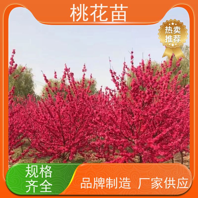 春丰苗木 2公分 树形优美 嫁接新品种 观赏性桃花苗