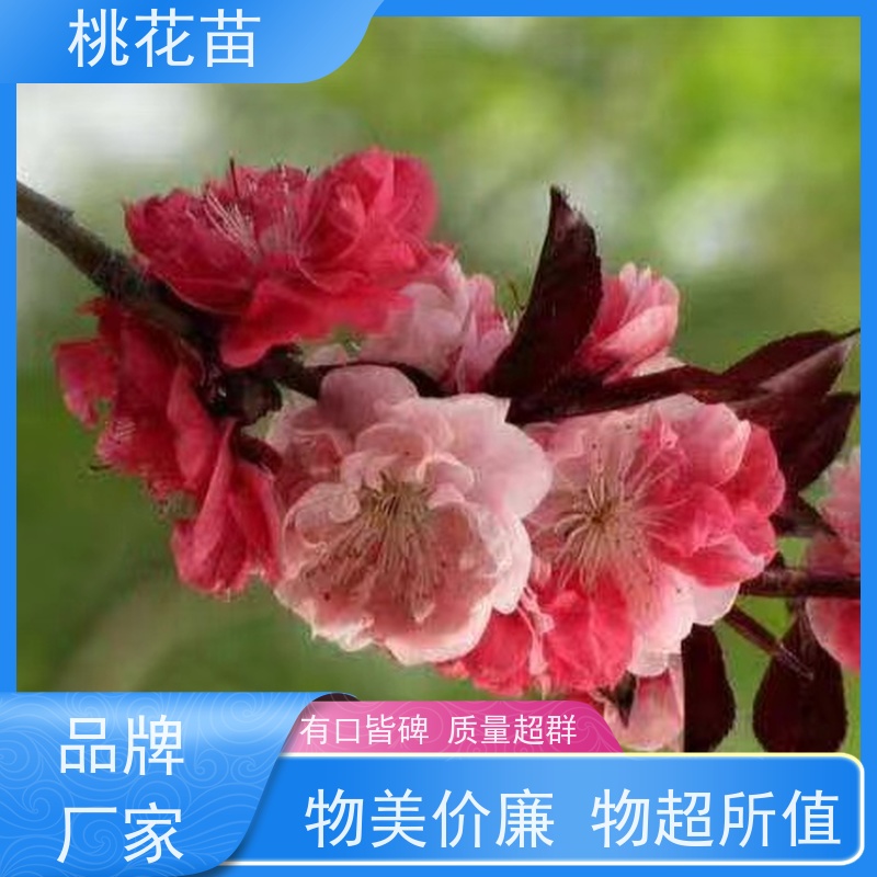 春丰苗木 树形优美 成活率高 基地批发 盆景桃花 7公分