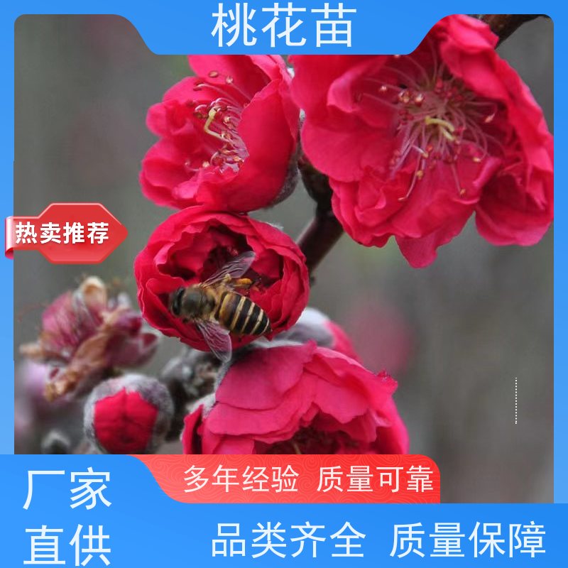春丰苗木 桃花苗实惠 嫁接新品种 景观桃树 5公分