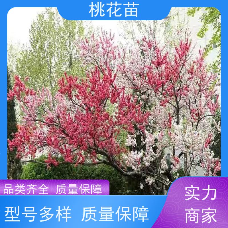 春丰苗木 桃花苗子 树形优美 成活率高 基地批发 5公分