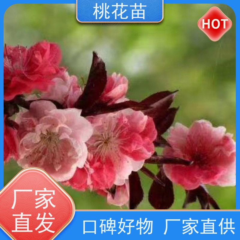 春丰苗木 树形优美 成活率高 基地批发 欣赏桃花苗 5公分