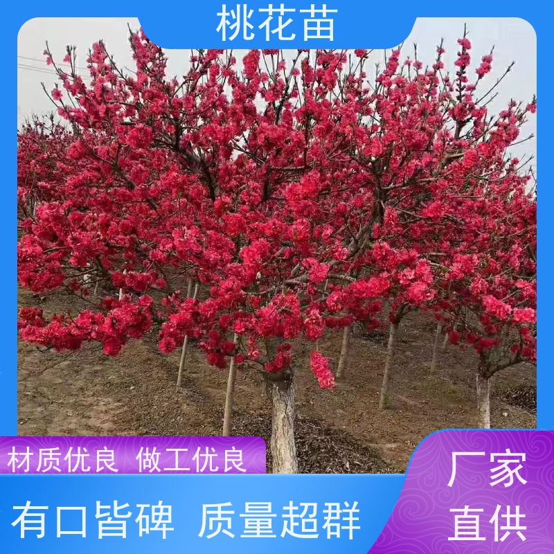 春丰苗木 基地批发 适应能力强 5公分 欣赏桃花树苗