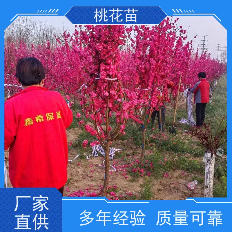 春丰苗木 品种多样 树形优美 成活率高 寿星桃树苗 7公分