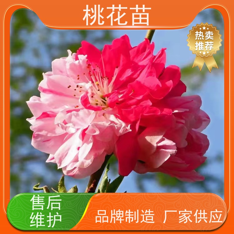 春丰苗木 8公分 提供种植技术经验 桃花苗 基地供应