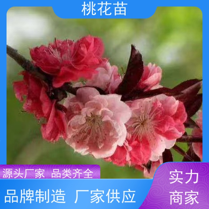 春丰苗木 桃花苗实惠 提供种植技术经验 寿星桃树苗 2公分
