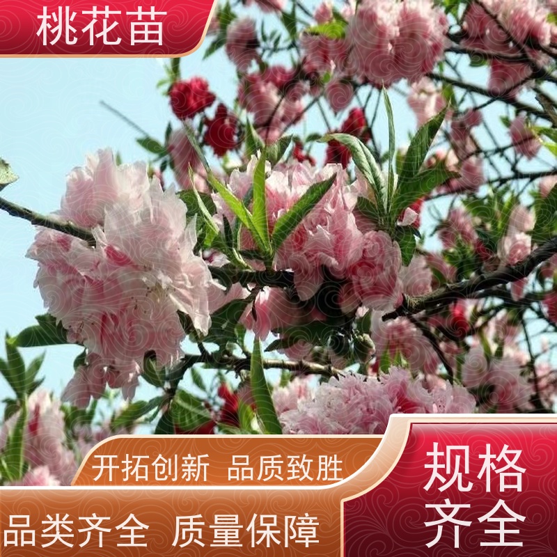 春丰苗木 树形优美 成活率高 基地直供 桃花嫁接苗 2公分