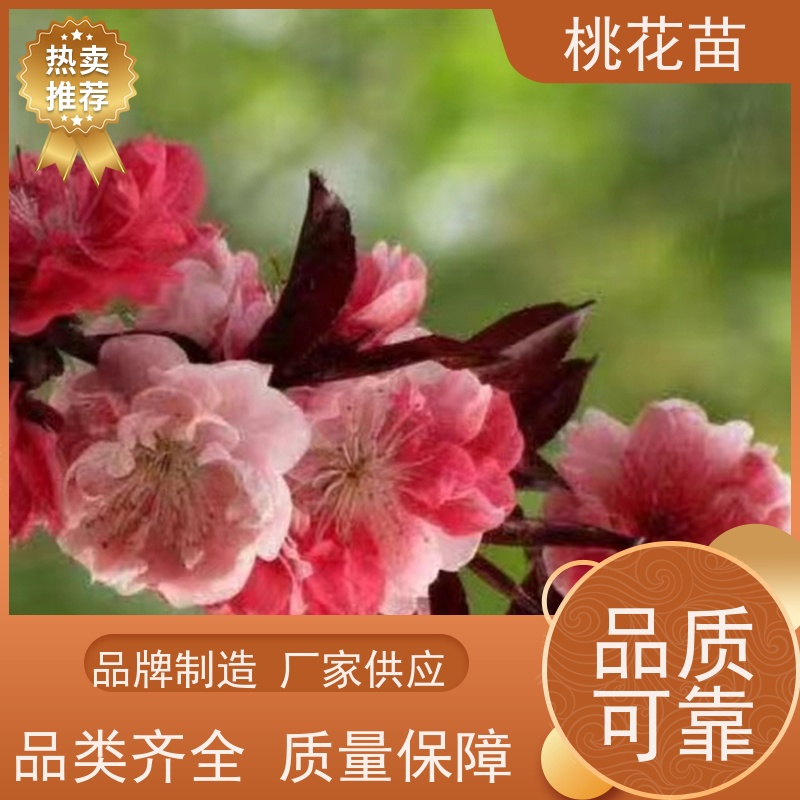 春丰苗木 8公分 观赏桃花树苗 现挖现发 品种优良