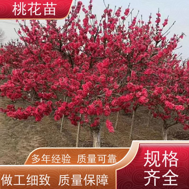 春丰苗木 5公分 花桃树 现挖现发 桃花苗苗圃基地