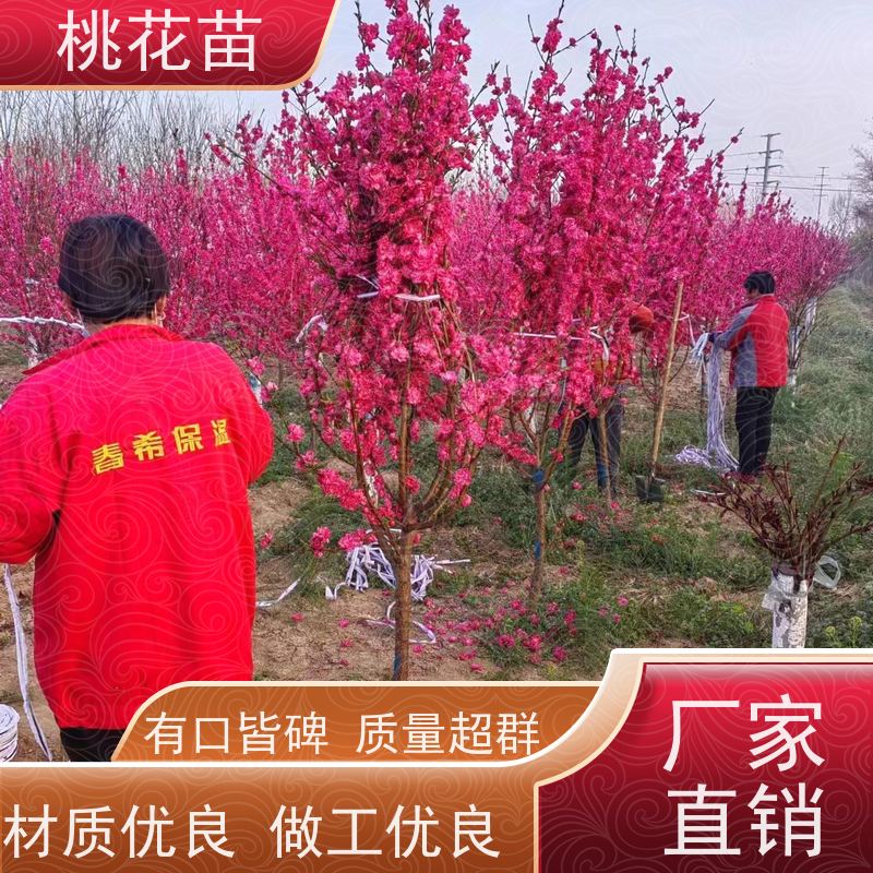 春丰苗木 现挖现发 全国发货 观赏桃批发价格 景观桃树