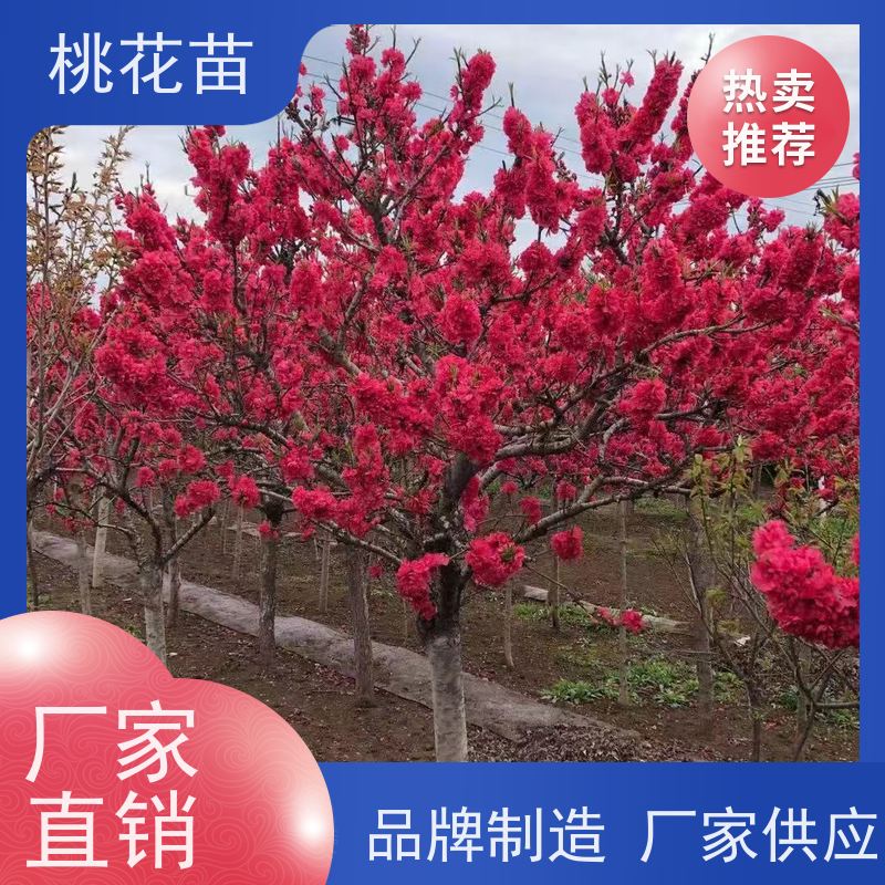 春丰苗木 8公分 适应能力强 提供种植技术经验 观赏性桃花