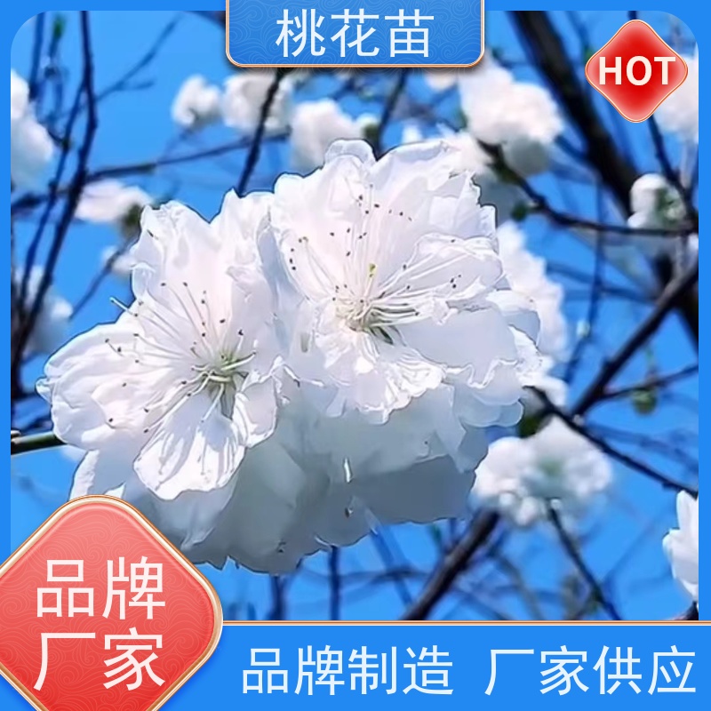 春丰苗木 8公分 树形优美 成活率高 植株健壮 景观桃花