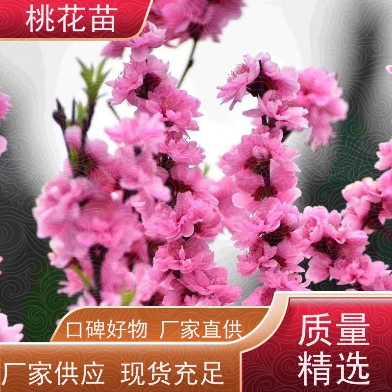 春丰苗木 树形优美 成活率高 规格齐全 观赏桃花 8公分