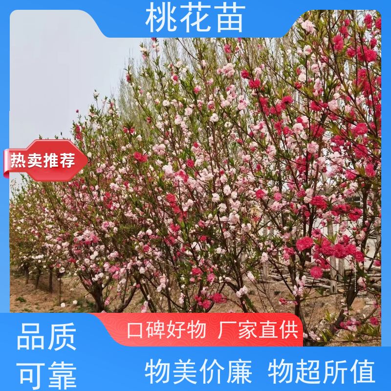 春丰苗木 桃花苗多少钱2元 基地批发 观赏桃树 全国发货