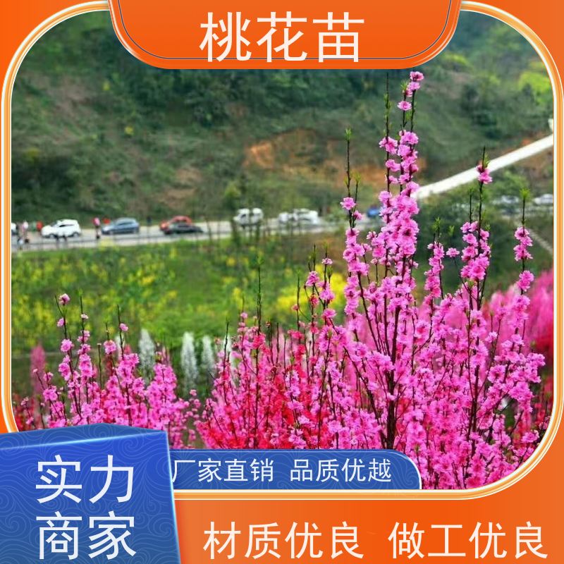 春丰苗木 桃花苗苗圃基地 品种多样 观赏桃苗 8公分