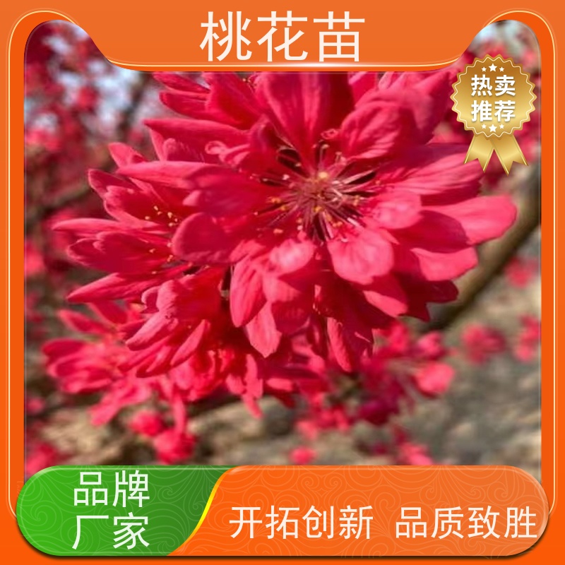 春丰苗木 基地批发 树形优美 成活率高 观赏桃树苗子 5公分