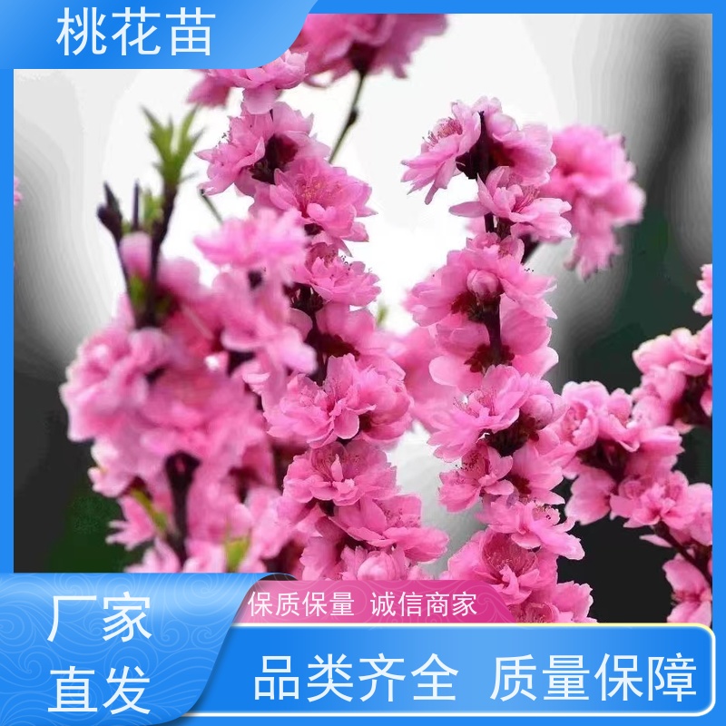 春丰苗木 规格齐全 树形优美 观赏桃批发价格 风景桃花树