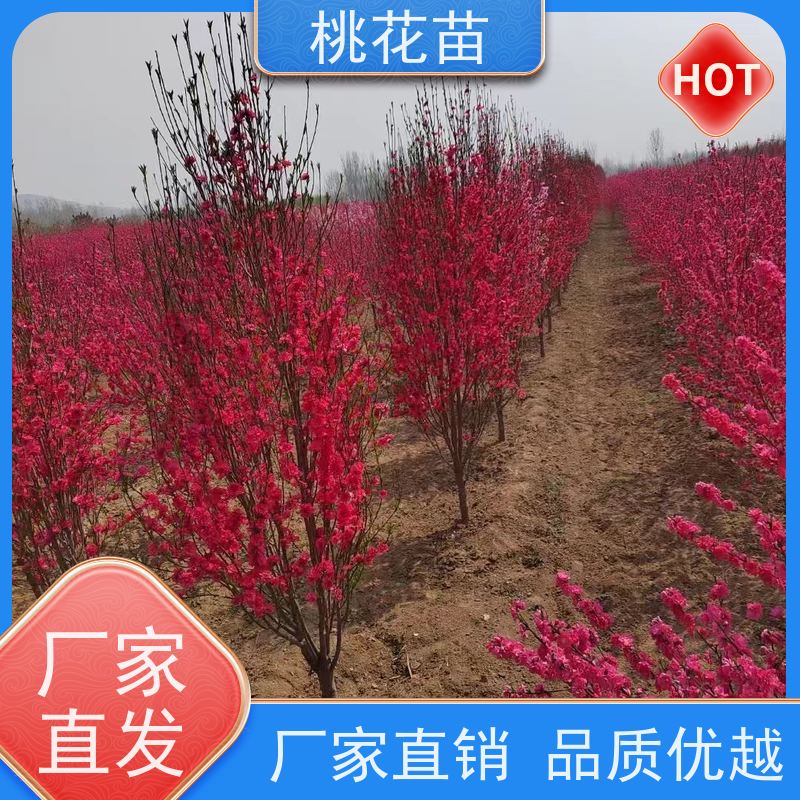 春丰苗木 7公分 桃花苗 基地批发 树形优美 成活率高