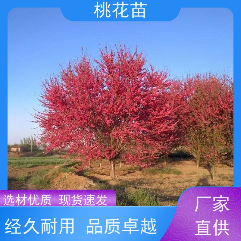 春丰苗木 基地供应 现挖现发 观赏桃花树苗 7公分