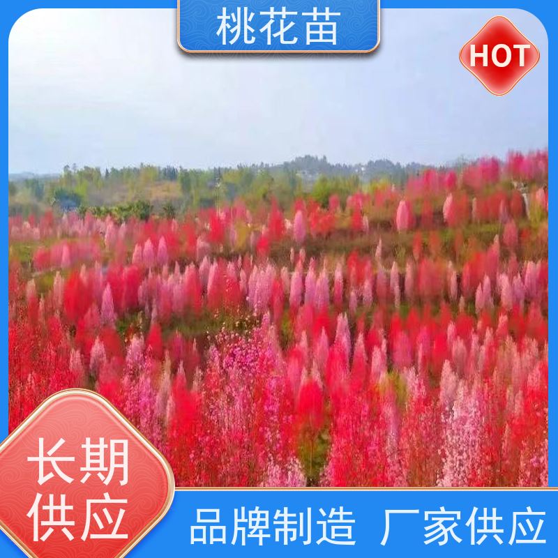 春丰苗木 7公分 观赏性桃花苗 现挖现发 盆栽地栽