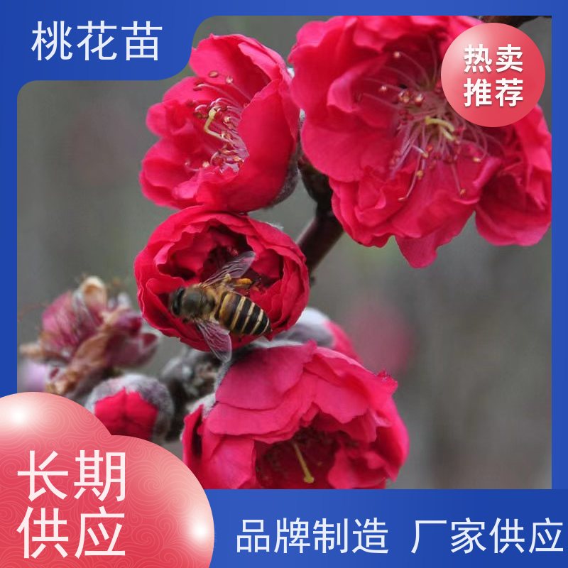 春丰苗木 5公分 嫁接新品种 欣赏桃花苗 树形优美