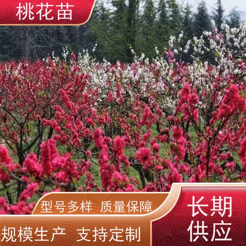 春丰苗木 2公分 观赏性桃花苗 基地批发 树形优美