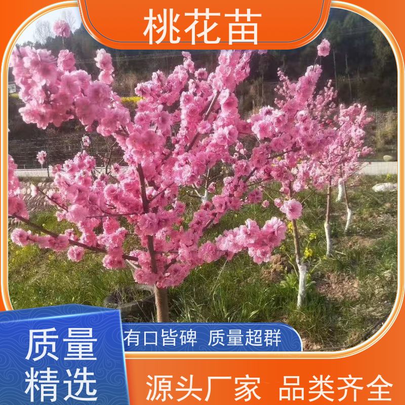 春丰苗木 植株健壮 树形优美 成活率高 景观桃花树苗 7公分