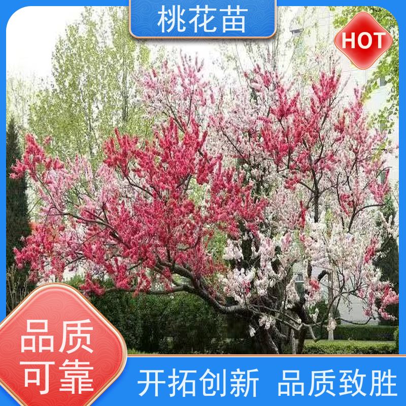 春丰苗木 8公分 基地供应 提供种植技术经验 景观桃花苗
