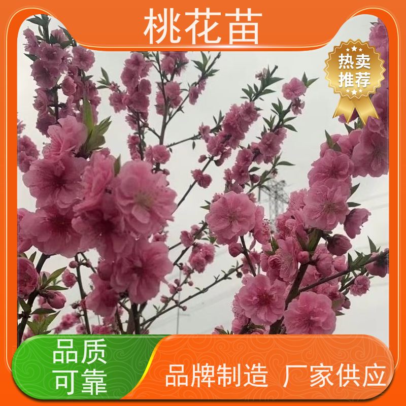 春丰苗木 5公分 嫁接新品种 观赏性桃花 盆栽地栽