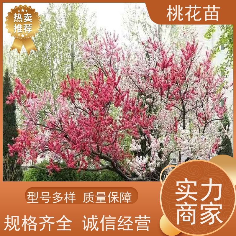春丰苗木 7公分 景观桃树苗 基地批发 适应能力强