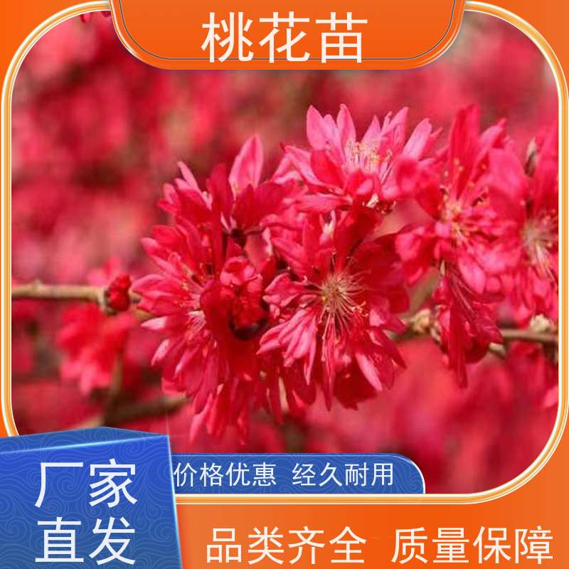 春丰苗木 树形优美 成活率高 嫁接新品种 景观桃树 7公分