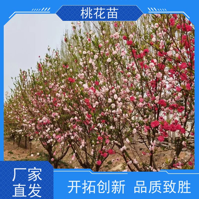 春丰苗木 2公分 景观桃树 植株健壮 树形优美 成活率高