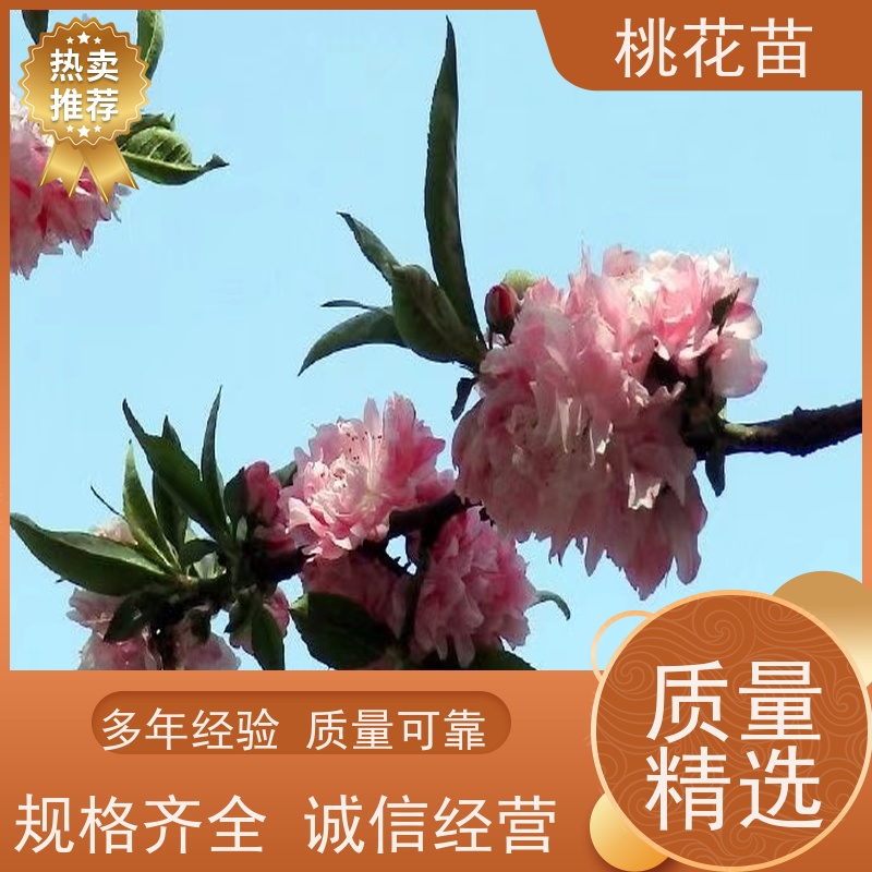 春丰苗木 2公分 品种多样 观赏桃花树 树形优美 成活率高