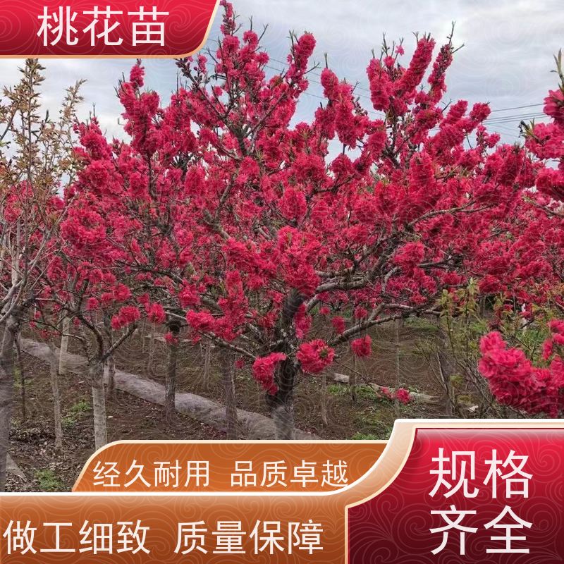 春丰苗木 树形优美 成活率高 基地自销 景观桃花苗 7公分