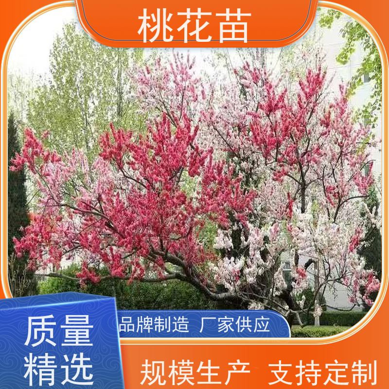 春丰苗木 现挖现发 盆栽地栽 观赏性桃花苗 5公分