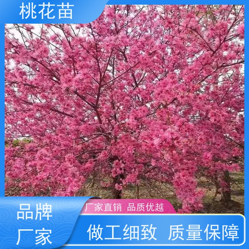 春丰苗木 基地直供 盆栽地栽 观赏桃树苗子 7公分